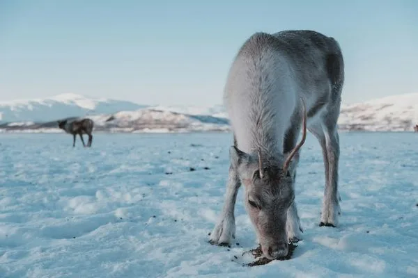 Fiordes e montanhas na região de Tromsø.