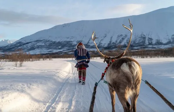 Renas na experiência de cultura Sami em Tromsø.