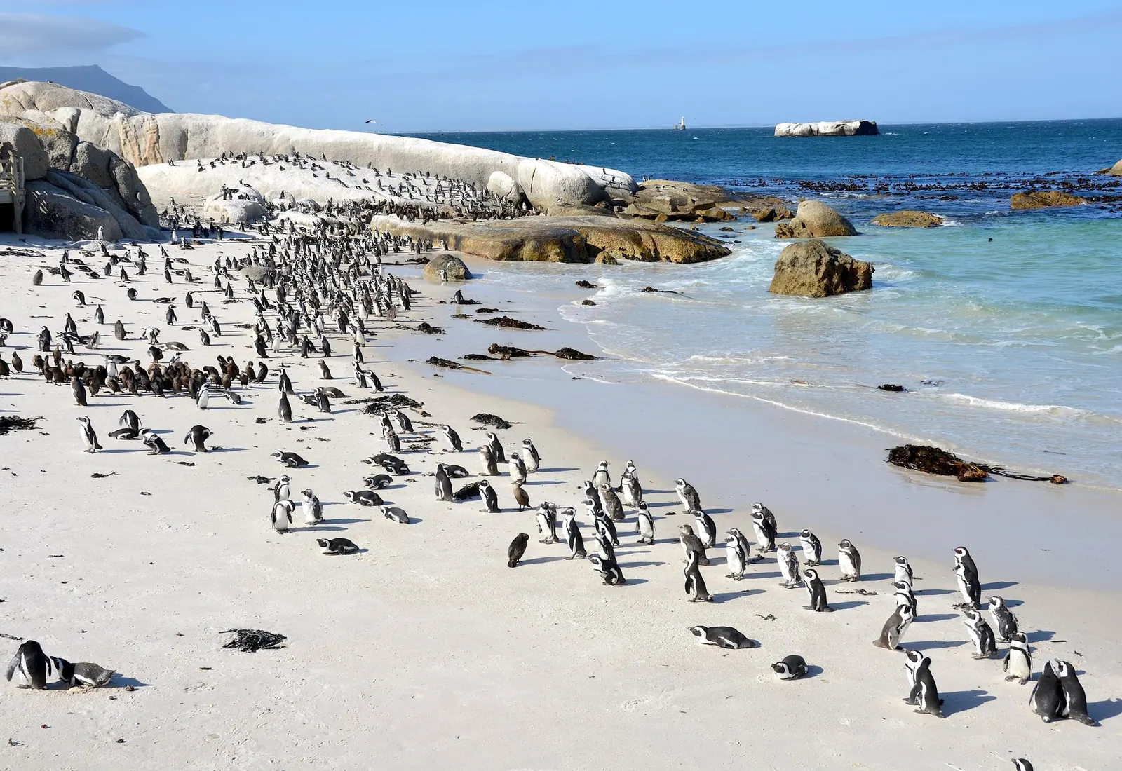 Colônia de pinguins na praia de Boulders, na África do Sul