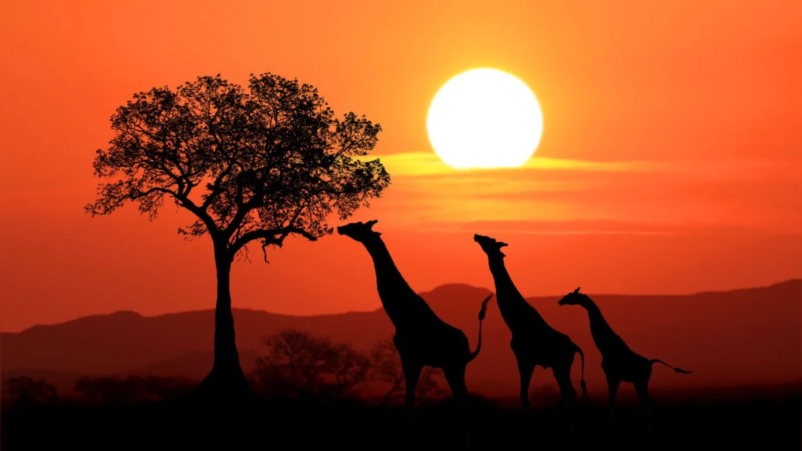 Girafas ao pôr do sol na savana sul-africana