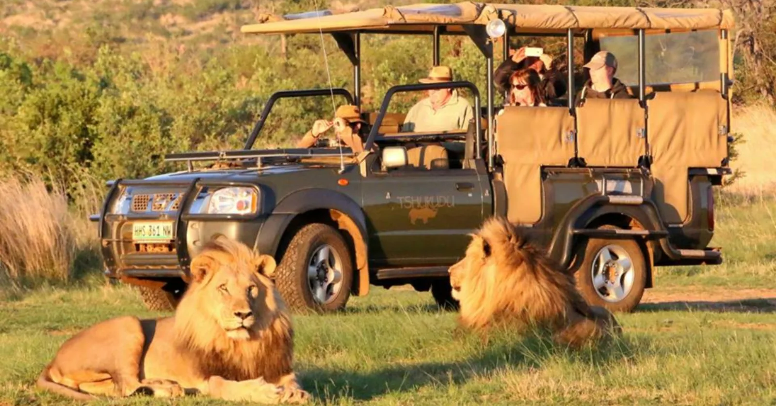 Safári em veículo aberto diante de leões na reserva Karongwe