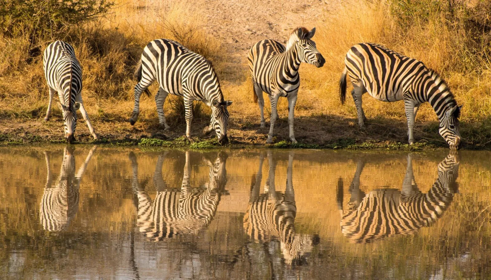 Zebras junto à água durante um safári na África do Sul